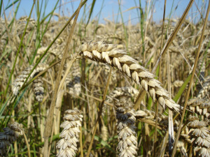 The consumption of wheat mimics opiate like receptors similar to those activated by the use of morphine. This results in a low-grade euphoria that leads to a kind of wheat/grain addiction. When one stops consuming wheat, they will experience withdrawal symptoms associated with their decreased consumption.